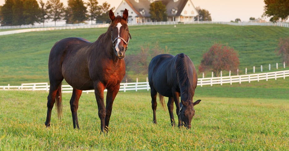 horses