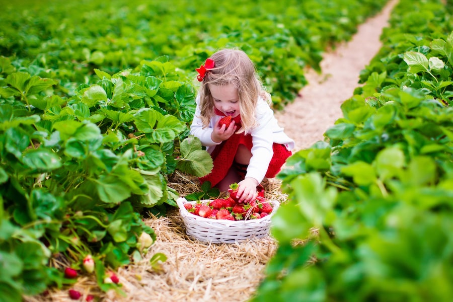 strawberry picking