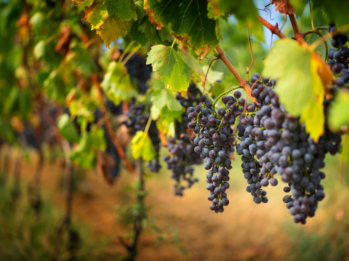 grapes in a vineyard