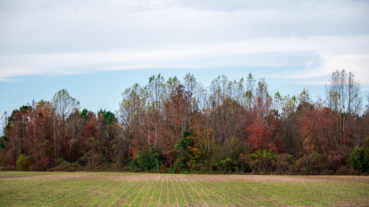 view of forest