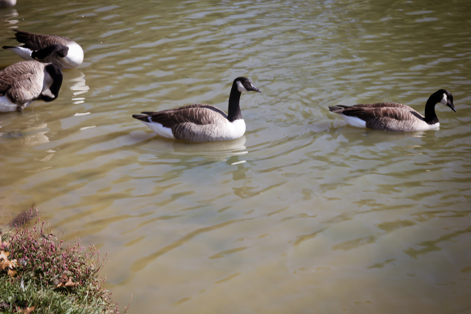 ducks in a lake